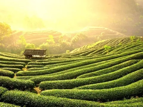 Châu Âu săn lùng hàng trăm tấn 'vàng xanh' quý hiếm của Việt Nam: sản lượng tăng gần 200%, nước ta xuất khẩu đứng top 5 thế giới
