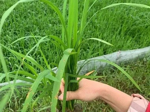 Nguy cơ bệnh đạo ôn cháy lá gây ảnh hưởng đến lúa vụ xuân