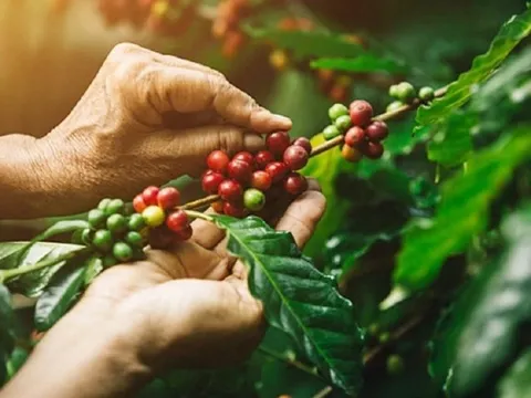 Giá cà phê xuất khẩu phục hồi dù nguồn cung khởi sắc