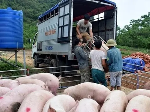 Báo cáo Thủ tướng việc gà, lợn lậu ồ ạt vào Việt Nam