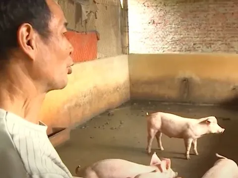 Lo Việt Nam phải nhập siêu sản phẩm chăn nuôi trong 3-5 năm tới