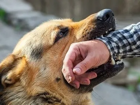 Xuất hiện nhiều ổ dịch dại trên động vật ở các tỉnh miền Tây