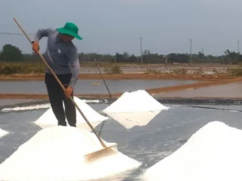 Diêm dân được mùa nhưng giá muối giảm sâu