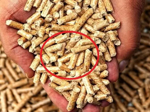 Chỉ bán "thứ bỏ đi" cho Trung Quốc, Nhật Bản..., Việt Nam thu về gần 3 tỷ USD
