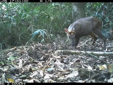 Du khách chụp được cảnh loài mang cực hiếm dạo chơi giữa rừng Bạch Mã