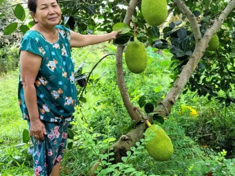 Giữa mùa hạn mặn, nhà vườn Tiền Giang bội thu từ vườn mít