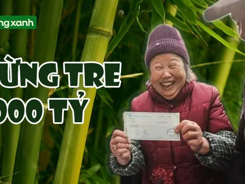 Sở hữu rừng tre dân làng đột nhiên có hơn 1.000 tỷ đồng mỗi năm: Bí quyết nằm ở cách làm đặc biệt