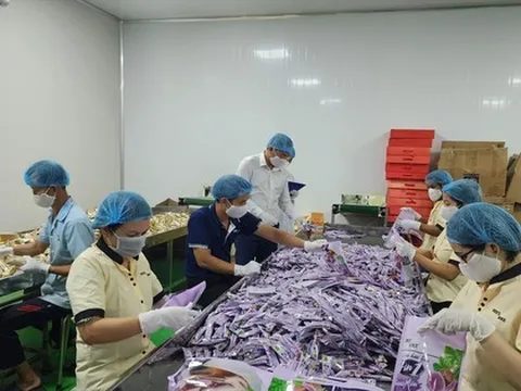 Doanh nghiệp lao đao với giá cà phê trong mơ