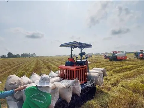Thị trường nông sản lúa và gạo đều tăng giá