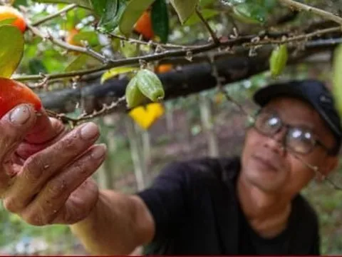 'Thủ phủ' nhót ở Hà Nội mất mùa, giá tăng dựng đứng