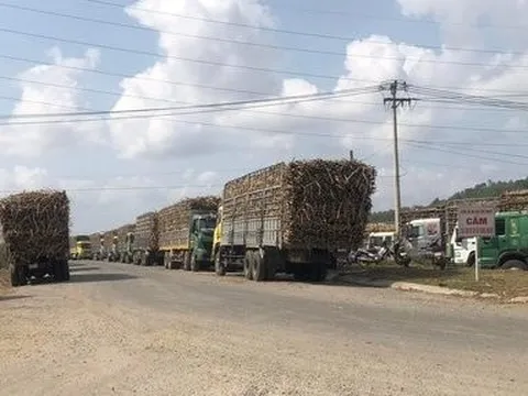 Gia Lai: Nắng nóng kéo dài, người dân lo mía cháy