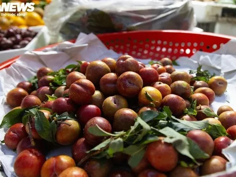 Đắt hơn thịt, mận đầu mùa giá gần 300.000 đồng/kg, khách không tiếc tiền mua