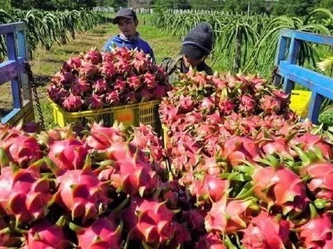 Tận dụng cơ hội xuất khẩu rau quả sang thị trường ASEAN