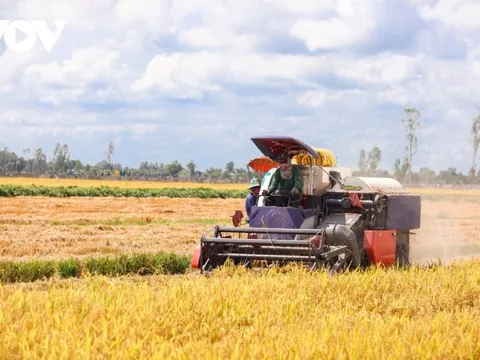 Lúa Đông Xuân ĐBSCL giảm giá, doanh nghiệp thu mua gặp khó