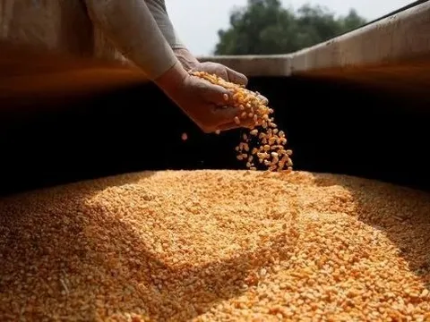 Hàng chục nghìn tấn báu vật giá rẻ từ Lào đổ bộ Việt Nam 2 tháng đầu năm, sản lượng nước ta gấp 8 lần so với láng giềng