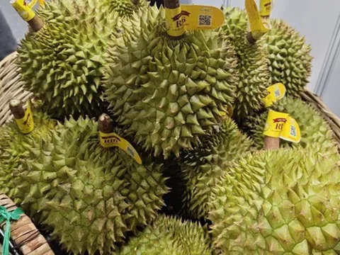 Thái Lan thu mua sầu riêng của Việt Nam để làm gì?