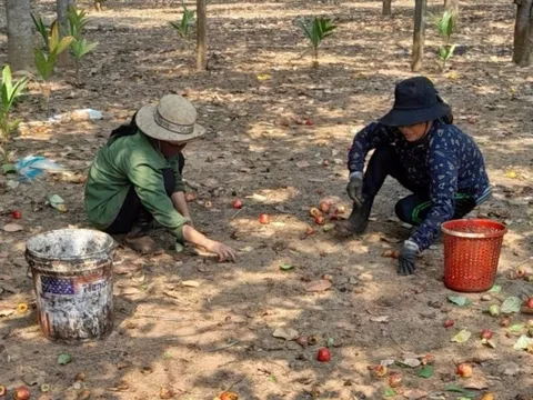 Gia Lai: Người trồng điều tìm cách ứng phó “điệp khúc” mất mùa, rớt giá
