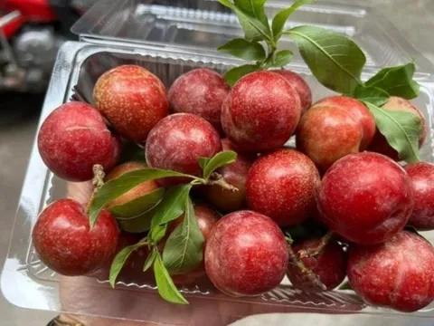 Mận đầu mùa giá “đắt hơn thịt”, khách vẫn không tiếc tiền mua