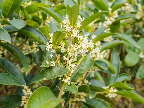 Loại cây gỗ mọc đầy tại Việt Nam lại là báu vật cực quý hiếm của thế giới: Thu về hơn 30 triệu USD trong 2 tháng đầu năm, nước ta vượt Trung Quốc là 'trùm' toàn cầu