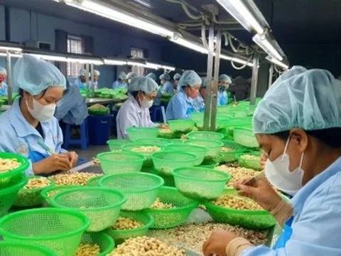 Vị trí số 1 thế giới về xuất nhập khẩu điều của Việt Nam lung lay