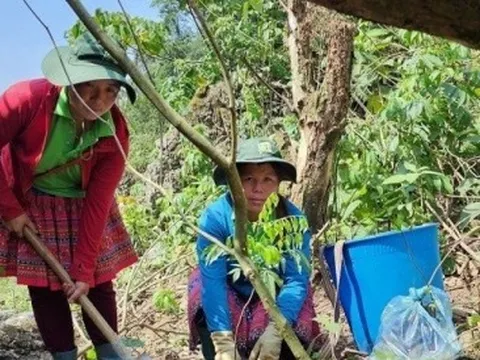 WB chi trả 51,5 triệu USD cho 70.555 chủ rừng Việt Nam giảm phát thải carbon