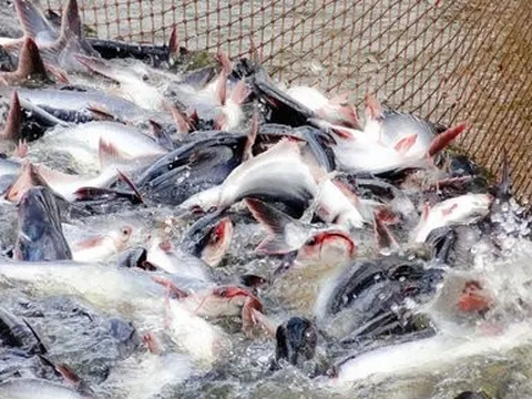 Xuất khẩu cá tra tăng trưởng âm ở hầu hết các thị trường