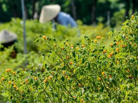 Loại quả '1 vốn 10 lời' được Trung Quốc, Lào ồ ạt tìm mua: Việt Nam có sản lượng hàng trăm nghìn tấn mỗi năm, giá tăng gần bằng sầu riêng