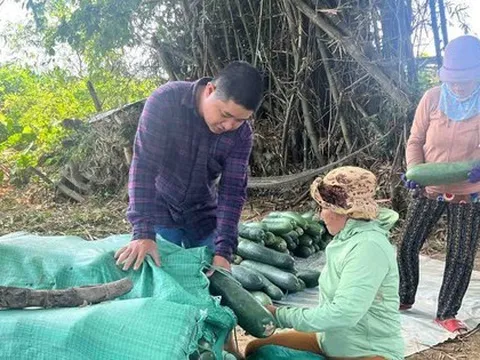 Nông dân lao đao với bí đao