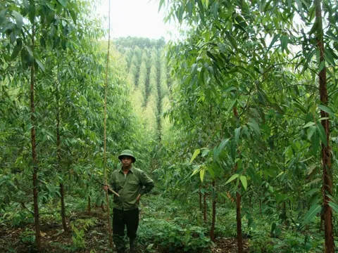 Việt Nam được trả 51,5 triệu USD do giảm thải carbon, khoản chi trả đơn lẻ lớn nhất từng có trong lịch sử từ Quỹ FCPF