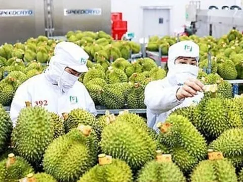 Tín hiệu tích cực từ vụ cảnh báo 30 lô sầu riêng Việt Nam xuất sang Trung Quốc