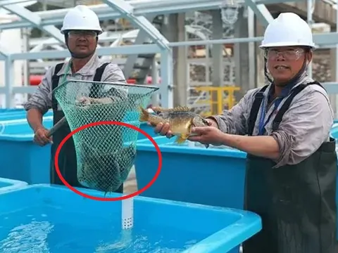 Hạn chế nhập khẩu “siêu thực phẩm” cho nhà giàu, Trung Quốc làm dự án chưa từng có, sản lượng 50 tấn/năm