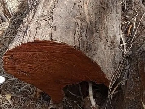 Đề nghị làm rõ trách nhiệm cá nhân, tập thể để gần 400ha rừng bị giảm