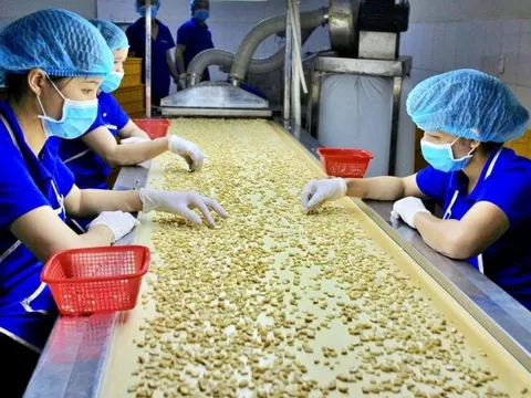 Đẩy mạnh chế biến sâu, nâng cao giá trị cho hạt điều xuất khẩu