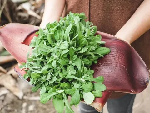 Loại cỏ mọc hoang chỉ mùa xuân mới có, xưa cho gà vịt ăn nay nửa triệu/kg vẫn tranh nhau mua