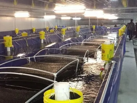 3 cường quốc của thế giới cùng ‘tranh giành’ một mặt hàng của Việt Nam: Nước ta đứng top 3 toàn cầu, thu gần nửa tỷ đô chỉ trong 2 tháng