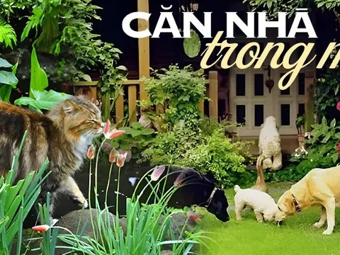 Ngôi nhà nhỏ nằm bình yên trong thành phố lớn khiến nhiều người dừng lại ngắm nhìn