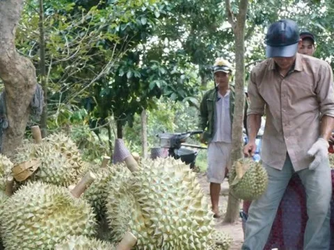 30 lô sầu riêng xuất khẩu nhiễm cadimi: Kim loại nặng này từ đâu ra?