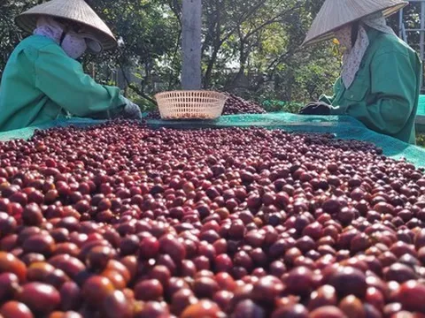 Nỗ lực xuất khẩu cà phê đạt 5 tỉ USD