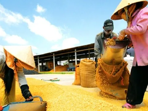Giá gạo tăng trở lại, lúa giữ ổn định ngày đầu tuần