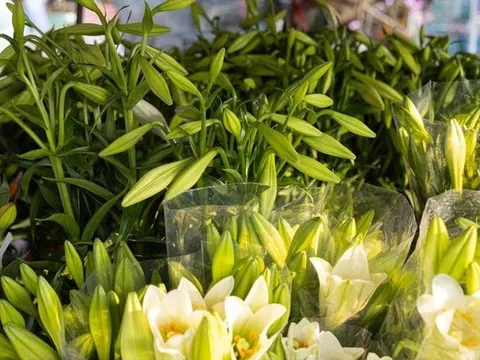 Hoa loa kèn đầu mùa xuống phố Hà Nội, giá chát vẫn hút khách mua