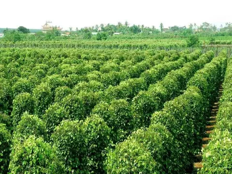 Châu Âu cất công săn mua hàng trăm tấn 'vàng trên cây' của Việt Nam: tăng nhập khẩu hơn 1.000%, giá trong nước liên tục lập đỉnh