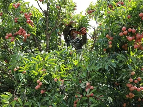 Dự kiến sản lượng vải thiều của Bắc Giang giảm khoảng 50%