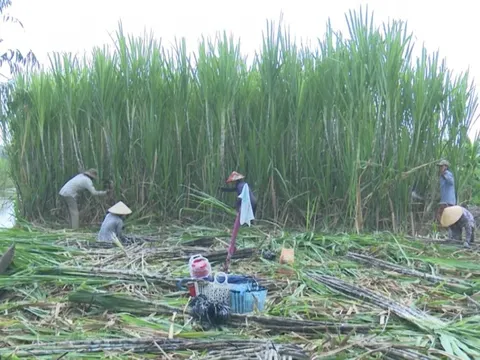 Bán mía chục giá cao, nông dân thu nhập hơn 10 triệu đồng/công