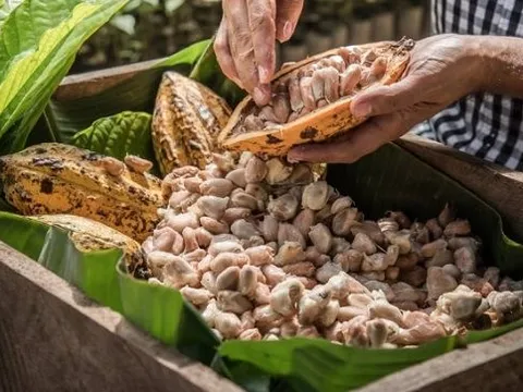 Loại nông sản ‘làm giàu mới’ cho nông dân Việt Nam đang lên 'cơn khát' khắp châu lục: 1 tấn đắt hơn 4 lượng vàng, hương vị tốt hàng đầu thế giới