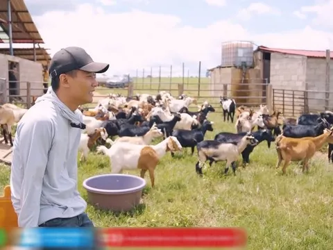 Quang Linh Vlog đau xót vì trang trại mất 70 con dê, hàng chục tỷ đầu tư có nguy cơ đổ sông đổ bể