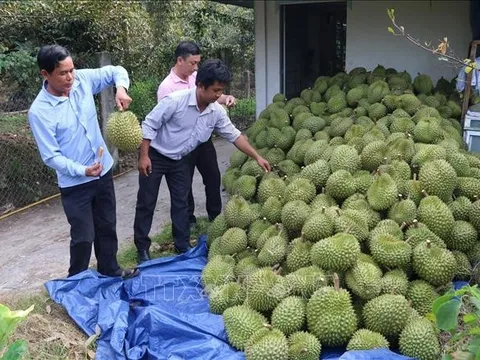 Giá sầu riêng ở Tiền Giang tăng cao nhất từ trước đến nay