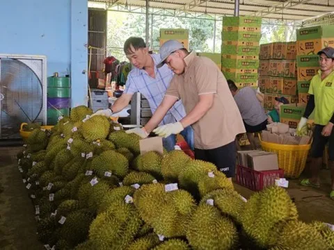 Vụ 30 lô sầu riêng xuất khẩu nhiễm cadimi: Chờ câu trả lời từ Cục Bảo vệ thực vật