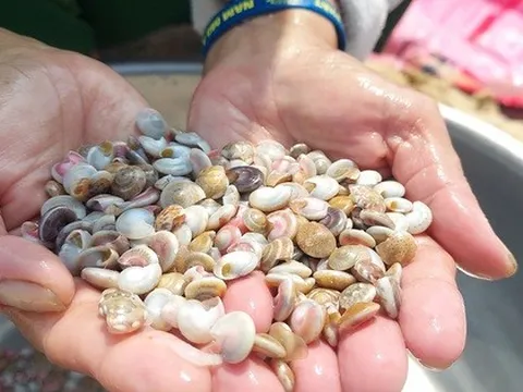Cào ốc chép kiếm tiền triệu mỗi ngày ở Mỹ Thủy