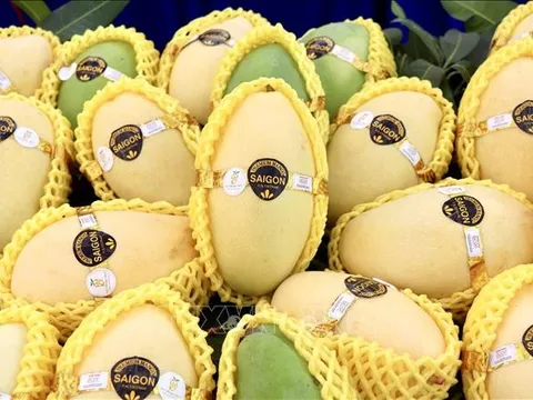An Giang xuất khẩu lô xoài keo đầu tiên sang Hàn Quốc