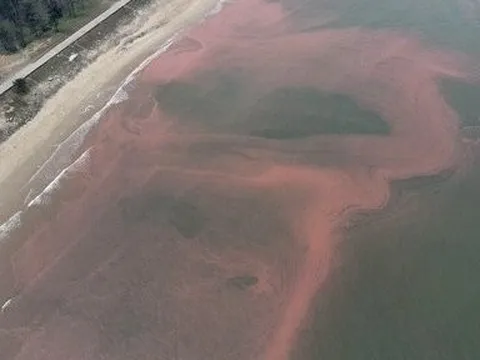 Kết quả quan trắc nước tại biển Thiên Cầm